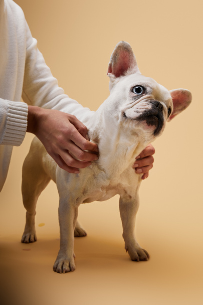 cropped view of woman touching french bulldog on beige background - Φωτογραφία, εικόνα