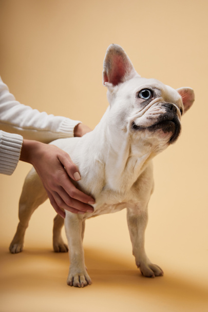 cropped view of woman touching white french bulldog with dark nose on beige background - Fotografie, Obrázek