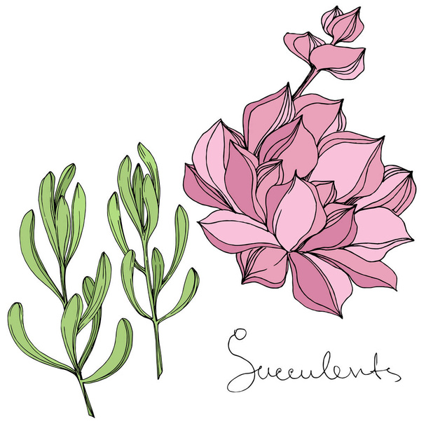 Vector Fleur botanique florale succulente. Encre gravée. Elément d'illustration succulents isolés
. - Vecteur, image