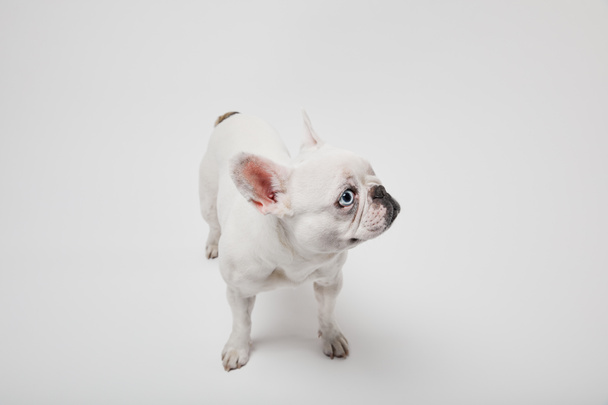french bulldog with black nose on white background - Foto, afbeelding