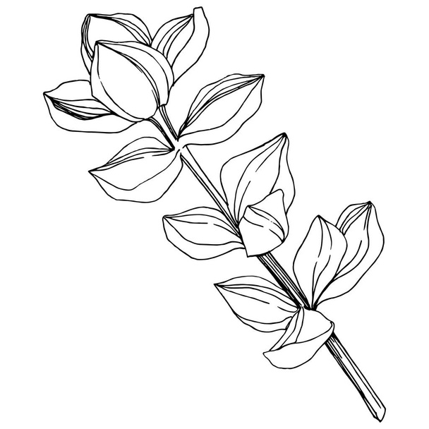 Vector Fleur botanique florale succulente. Encre gravée en noir et blanc. Elément d'illustration succulents isolés
. - Vecteur, image