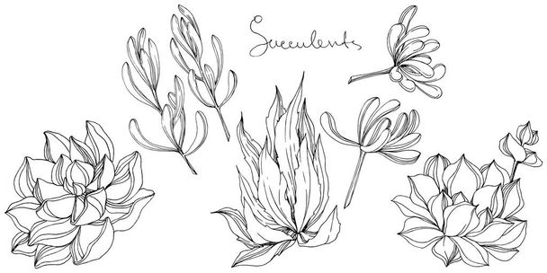 Vector succulente floral botanische bloem. Zwart-wit gegraveerd inkt kunst. Geïsoleerde vetplanten afbeelding element. - Vector, afbeelding