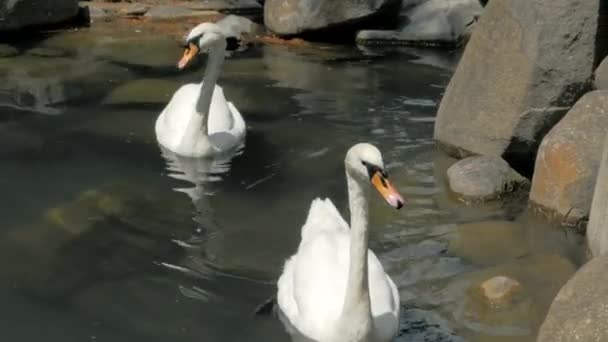 Δύο κύκνοι κολυμπάνε σε μια μικρή λίμνη στο πάρκο - Πλάνα, βίντεο
