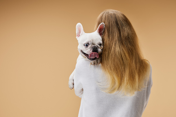 woman holding on shoulder white french bulldog with dark nose on beige background - Photo, Image