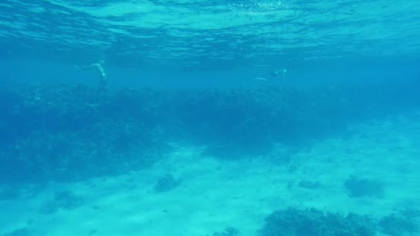 Skręcone koralowe z wypryskami chwastów i piaszczystą terytoriów w Red Sea w slo-mo, cudowny widok na egzotyczne rafy z długich i krętym chwasty i przestronnych piaszczystych terenach w jasny niebieski wody w Egipcie w slo-mo     - Materiał filmowy, wideo