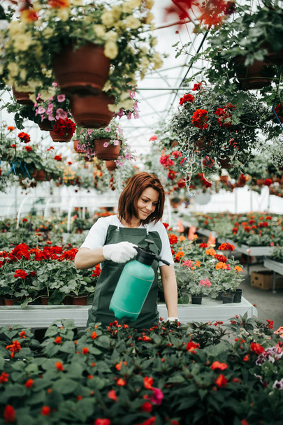 Руда молода жінка працює в теплиці і насолоджується красивими квітами. Жінка-працівник, що працює в садовому центрі
. - Фото, зображення