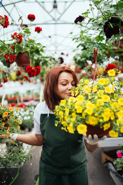 温室での作業と、美しい花を楽しんでいる赤毛の若い女性。園芸用品センターで働く女性労働者. - 写真・画像
