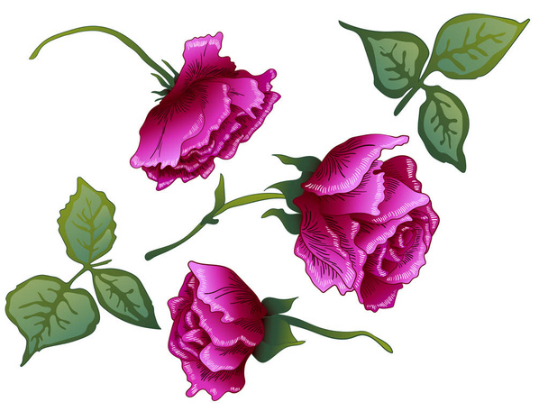 Διάνυσμα floral μοβ Rose flower βοτανική. Μωβ χαραγμένο μελάνι τέχνης. Μεμονωμένες τριανταφυλλιές εικονογράφηση στοιχείο. - Διάνυσμα, εικόνα