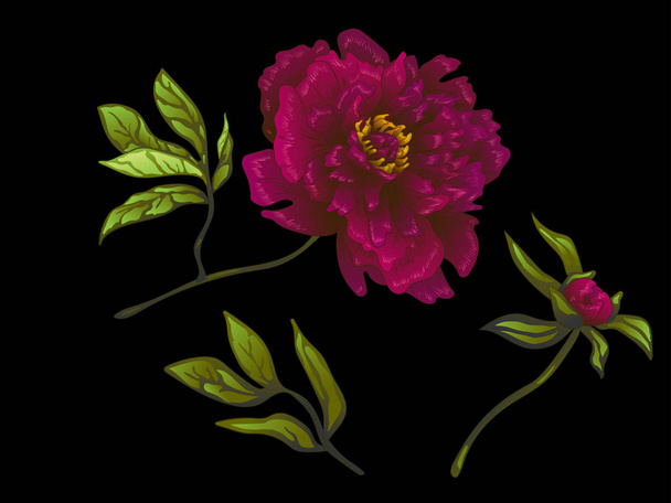 Vector Burgundy peony floral botanical flower. Engraved ink art. Isolated peonies illustration element. - Vector, Image