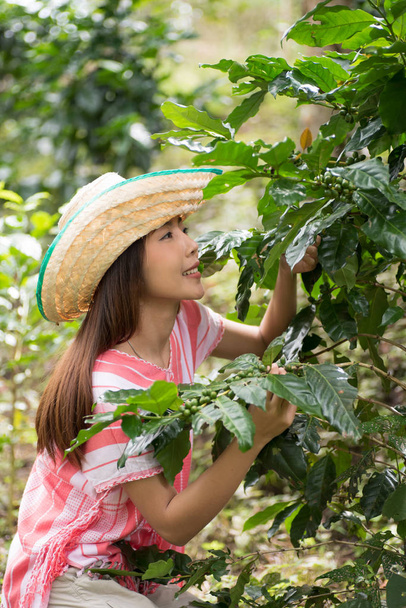 Joven mujer asiática trabajando en una plantación de café - Foto, imagen