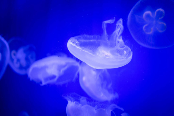 Grupo silencioso de medusas
 - Foto, Imagen