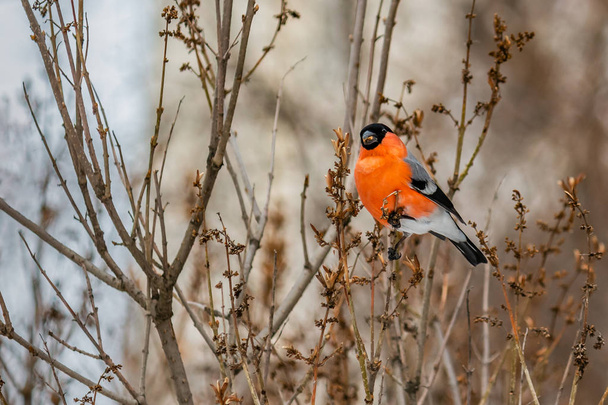A beautiful red bullfinch bird sits on a brown branch and eats dry lilac seeds in the park in winter - Fotó, kép
