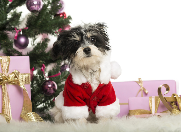 Maltese sitting and wearing a Christmas suit in front of Christmas decorations against white background - Φωτογραφία, εικόνα