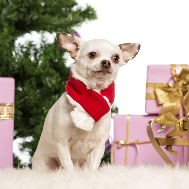 Chihuahua sitting and wearing a Christmas scarf in front of Christmas decorations against white background - Fotografie, Obrázek