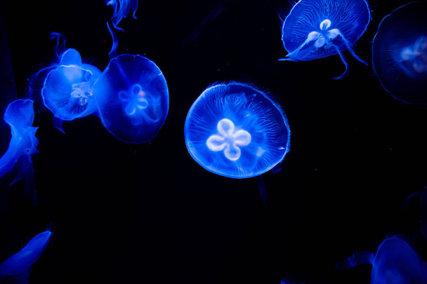 Muchas medusas brillantes azules nadaron en el mar
. - Foto, Imagen