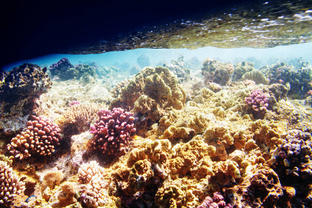 Живий кораловий риф у Червоному морі, Єгипет. Природний незвичний фон. - Фото, зображення
