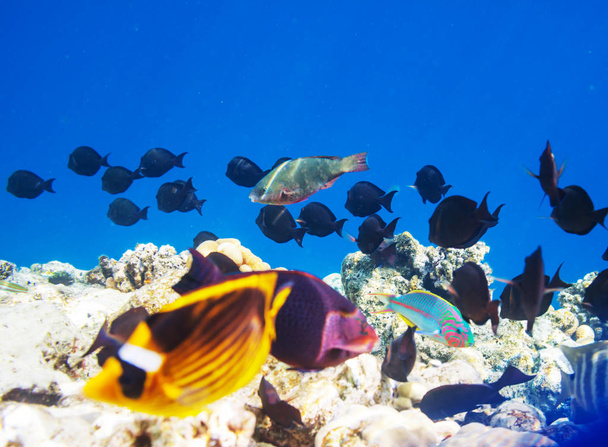 Lebendes Korallenriff im Roten Meer, Ägypten. Ungewöhnlicher Hintergrund. - Foto, Bild