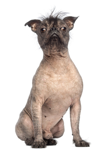 Бесшерстная собака смешанной породы, смешанная между французским бульдогом и китайской хохлатой собакой, сидящей и смотрящей в камеру на белом фоне
 - Фото, изображение