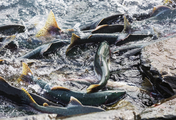 tarło łososia w rzece Alaska - Zdjęcie, obraz