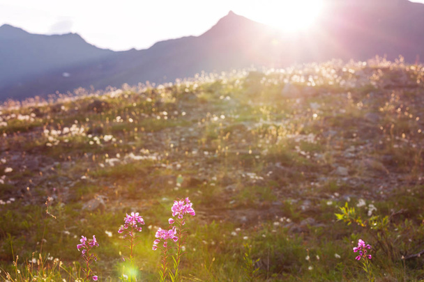 Napsütéses nap a virágmezőn. Gyönyörű természeti háttér. - Fotó, kép