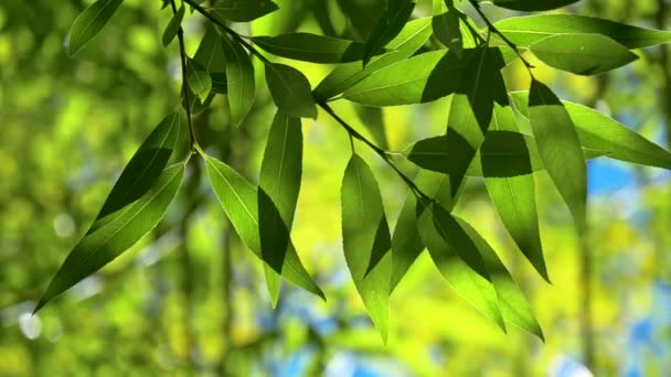 grüne frische Blätter, die auf dem Hintergrund des Windes schwanken. uhd, 4k - Filmmaterial, Video