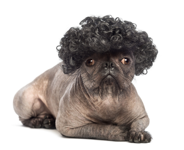 Hiukseton sekarotuinen koira, sekoitus ranskalaisen bulldogin ja kiinalaisen harjakoiran välillä, valehtelee, katsoo kameraan ja käyttää mustaa kiharaa peruukkia valkoisen taustan edessä
 - Valokuva, kuva