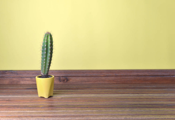 kaktusz sárga bankot fel a fából készült padló, sárga belső fal előtt  - Fotó, kép