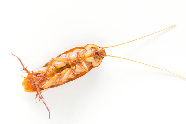 kakkerlak geïsoleerd op witte achtergrond. - Foto, afbeelding