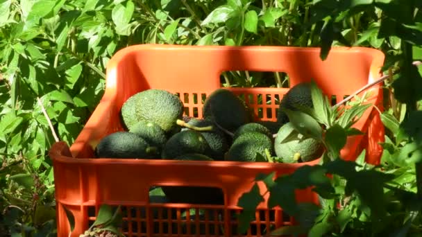 Коробка природної авокадо нещодавно зібрала сонячний день
 - Кадри, відео