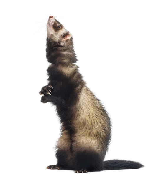 Ferret standing on hind legs and looking up in front of white ba - Photo, Image
