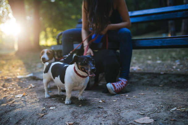 Promeneur de chien avec des chiens appréciant dans le parc
.  - Photo, image