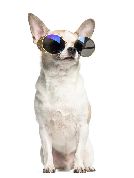 Chihuahua (2 years old) sitting and wearing sunglasses, isolated - 写真・画像
