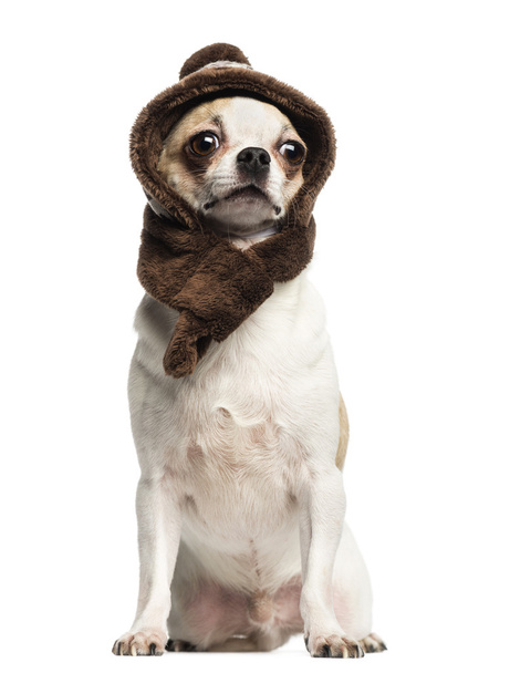 Chihuahua (2 years old) sitting and wearing a knit hat, isolated - Fotó, kép