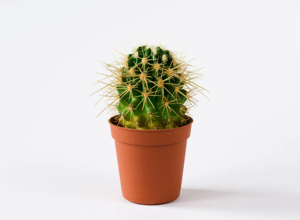 kaktusz egy edényben, fehér alapon - Fotó, kép