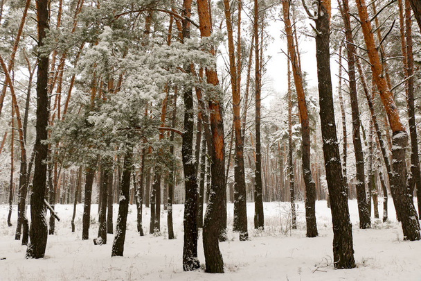 snow covered pine tree forest in nature during snow storm. Ukraine, Sumy region, Shostka - Foto, Bild