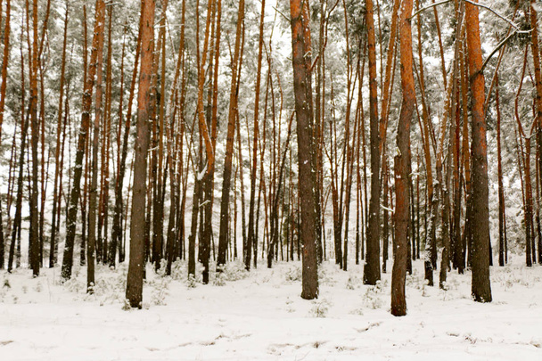 snow covered pine tree forest in nature during snow storm. Ukraine, Sumy region, Shostka - Foto, immagini