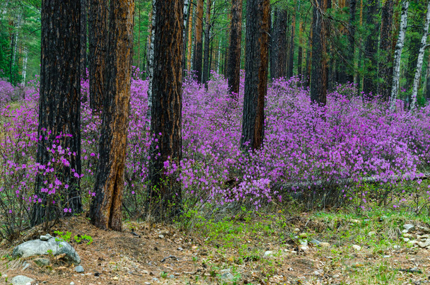 Багульник. Казкові красу нашої весна лісів і пагорби. Перші Весняні квіти на краю лісу. - Фото, зображення