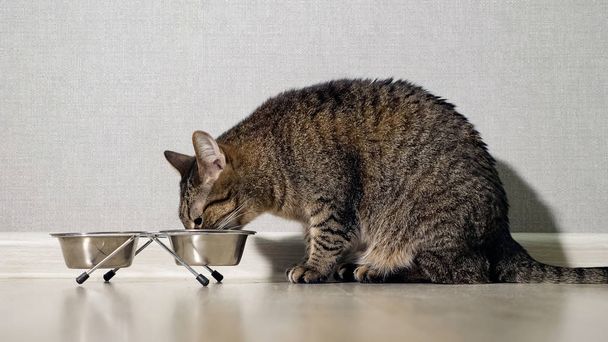 Hermoso gato sentado junto a un tazón de comida, colocado en el suelo y comiendo
 - Foto, Imagen