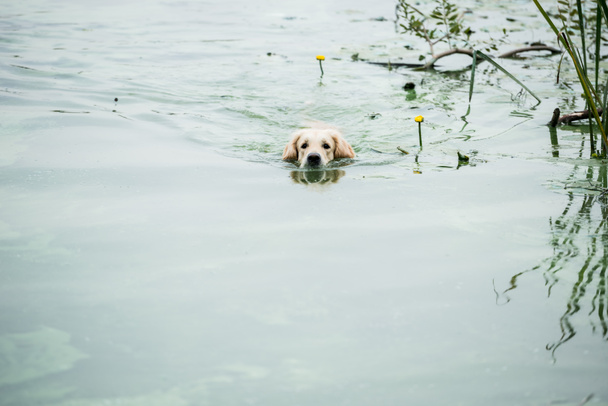 Golden retriever σκύλου, απολαμβάνοντας το κολύμπι στη λίμνη πάρκο  - Φωτογραφία, εικόνα
