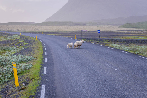 Овцы на так называемой национальной дороге номер 1 в Исландии
 - Фото, изображение