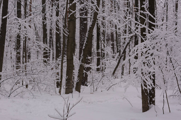 parque nevado com árvores cobertas de neve após tempestade de neve maciça
 - Foto, Imagem