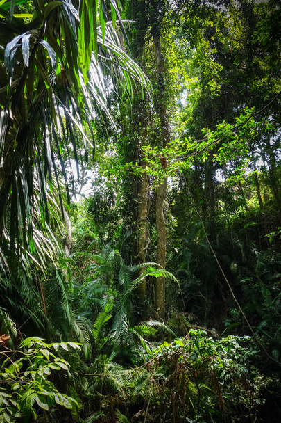 Jungle landscape in the sacred Monkey Forest, Ubud, Bali, Indonesia - Фото, зображення