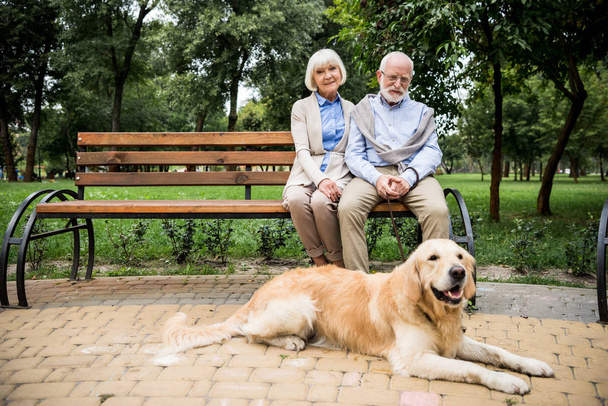 happy senior couple sitting on wooden bench with golden retriever dog lying nearby - Photo, Image