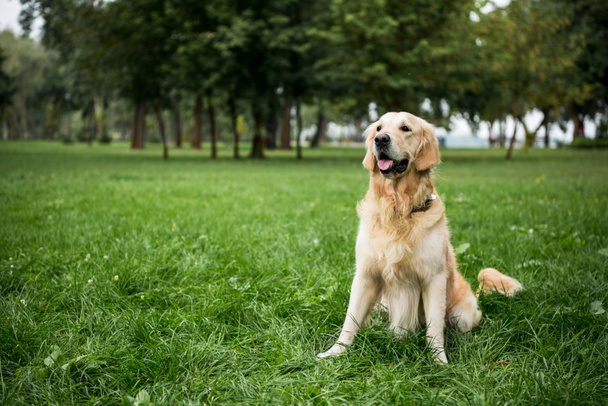 Golden retriever σκύλου κάθεται στο καταπράσινο γρασίδι στο πάρκο - Φωτογραφία, εικόνα