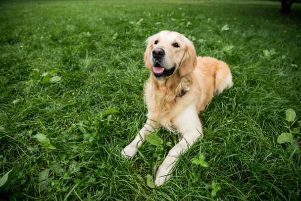 funny golden retriever dog resting on green lawn - Photo, Image
