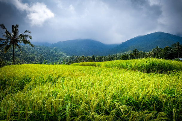 Καλλιέργειες ρυζιού paddy τομέα σε Munduk, Μπαλί, Ινδονησία - Φωτογραφία, εικόνα