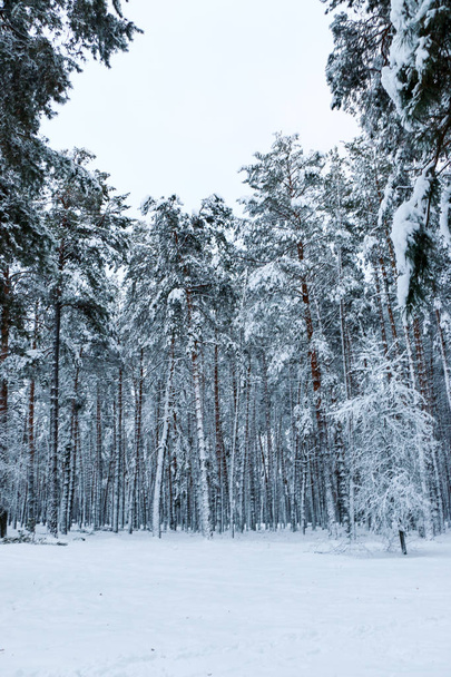 snow covered pine tree forest in nature during snow storm. Ukraine, Sumy region, Shostka - 写真・画像