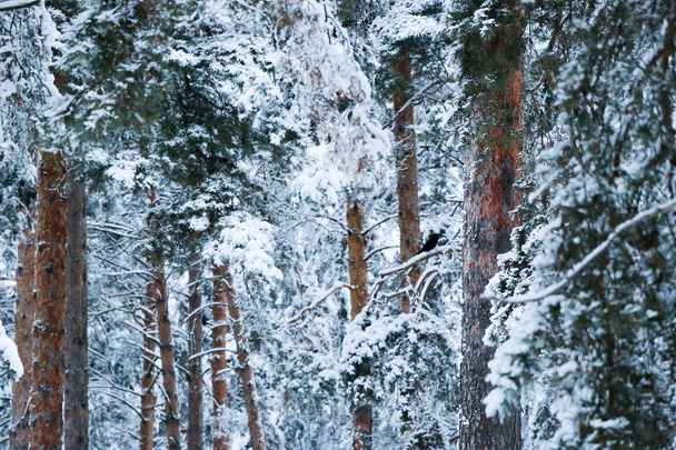 snow covered pine tree forest in nature during snow storm. Ukraine, Sumy region, Shostka - Фото, изображение