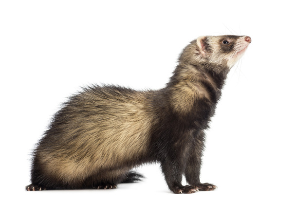 Ferret, 9 months old, sitting and looking up in front of white background - Fotó, kép
