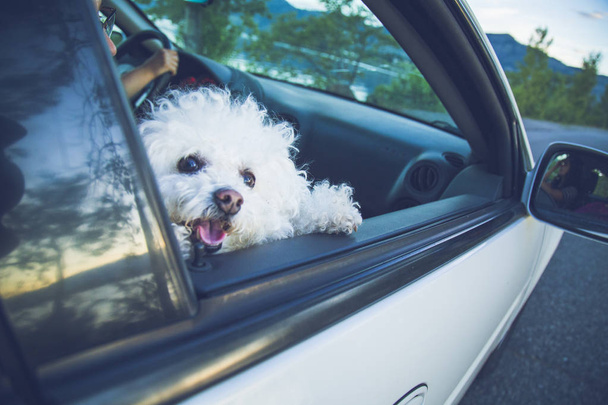 Voyage en voiture avec chien blanc par route asphaltée
 - Photo, image